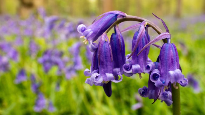 Bluebells at Blickling Estate, Norfolk